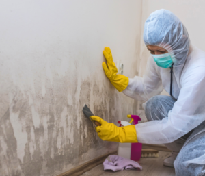 A professional cleaning to prevent mold growth.