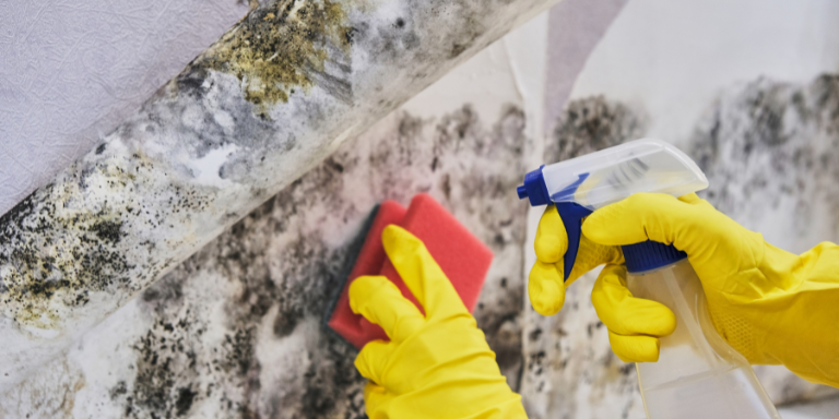 Professional hands cleaning mold damage on the wall